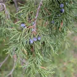 Juniperus scopulorum SEINet Arizona Chapter Juniperus scopulorum