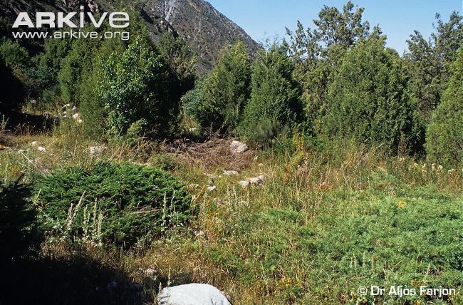 Juniperus semiglobosa cdn1arkiveorgmedia79793E496A691740FB98E7F