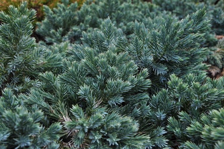 Juniperus squamata Peste 1000 de idei despre Juniperus Squamata pe Pinterest
