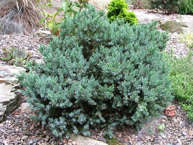 Juniperus squamata 3 Blue Star Juniper Juniperus squamata 9cm Pots