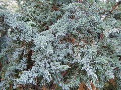 Juniperus squamata httpsuploadwikimediaorgwikipediacommonsthu