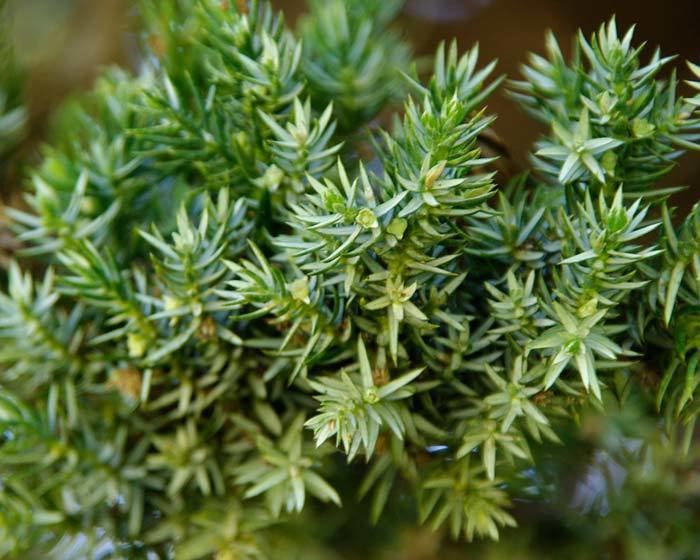 Juniperus squamata GardensOnline Juniperus squamata Prostrata
