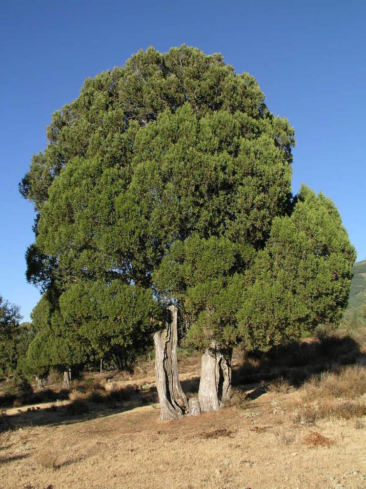 Juniperus thurifera Juniperus thurifera Wikipedia