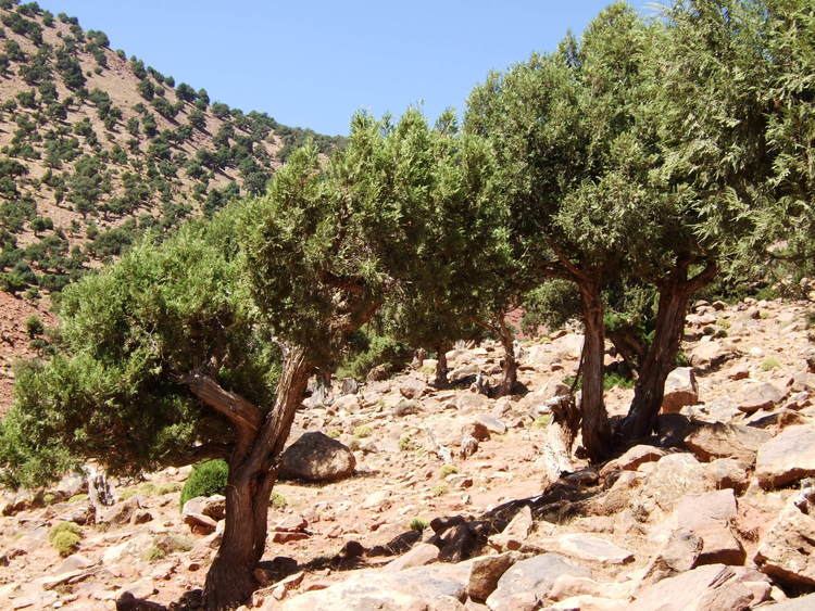 Juniperus thurifera FileJuniperus thurifera africana Imlil 1jpg Wikimedia Commons