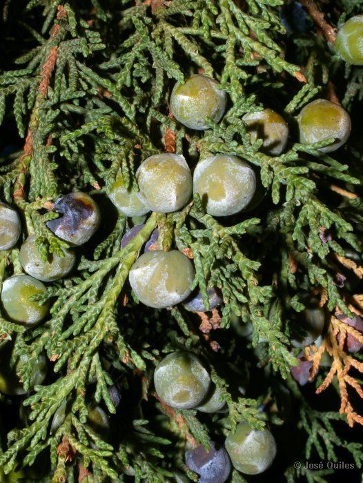 Juniperus thurifera Juniperusthuriferajpg