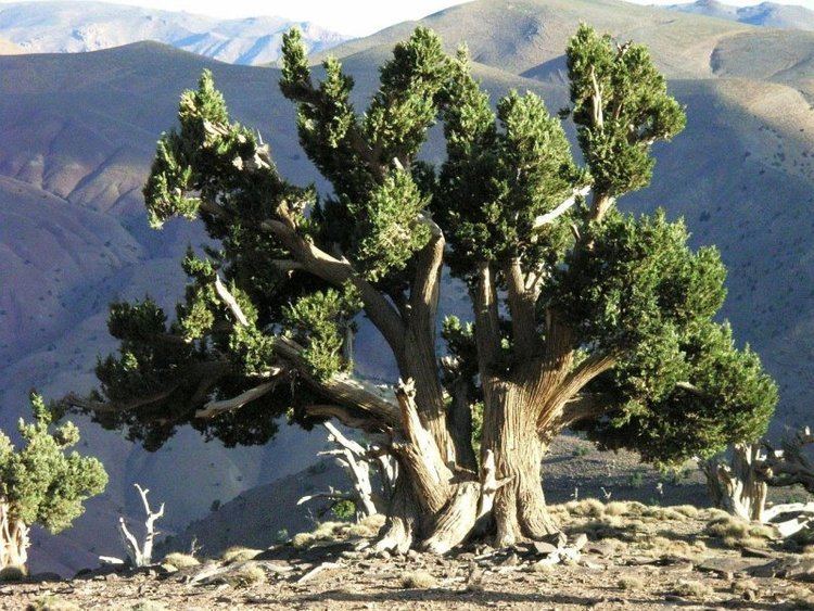 Juniperus thurifera Photoguide to the Plants of Southern Morocco