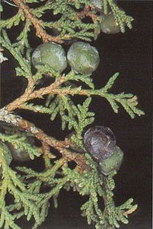 Juniperus thurifera httpsuploadwikimediaorgwikipediacommonsthu