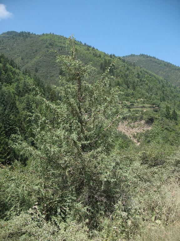 Juniperus tibetica ImageJPEG Juniperus tibetica