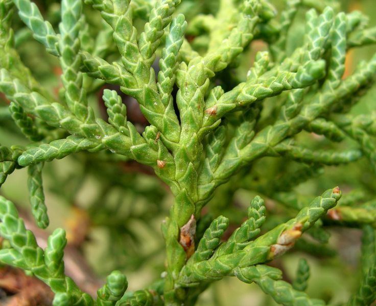 Juniperus tibetica Alpandino Why treelines Eastern Tibet