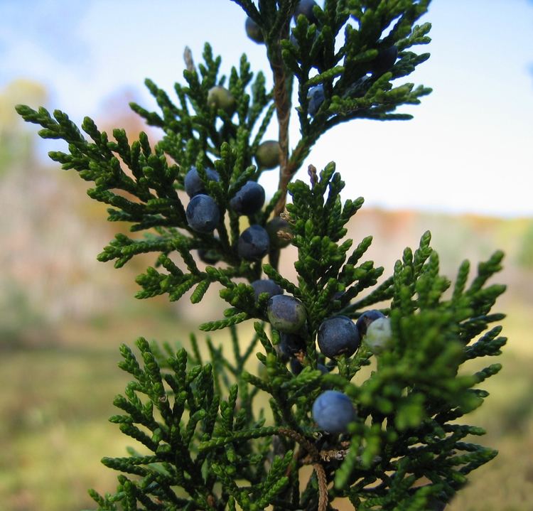 Juniperus virginiana 1000 images about Juniperus Virginiana on Pinterest Red Berries