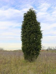 Juniperus virginiana httpsuploadwikimediaorgwikipediacommonsthu
