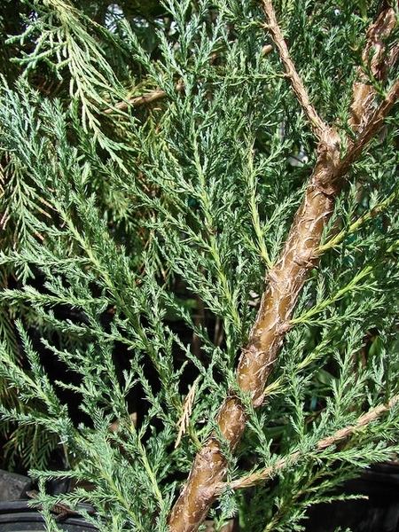 Juniperus virginiana Juniperus virginiana