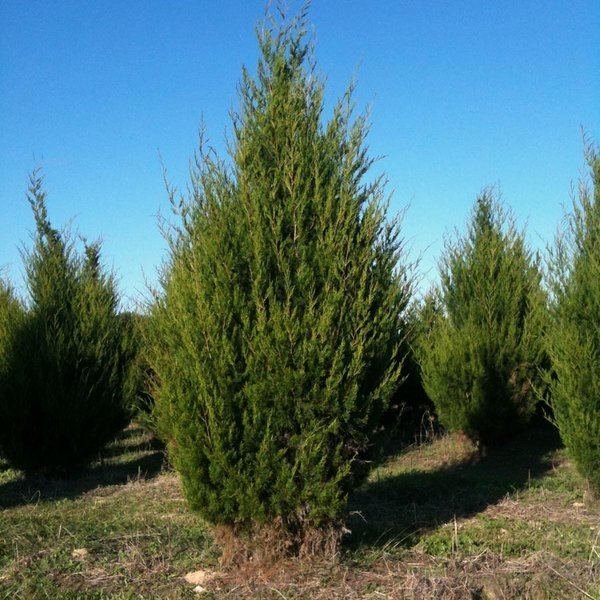 Juniperus virginiana Juniperus virginiana Eastern Red Cedar Long Island Native Plant