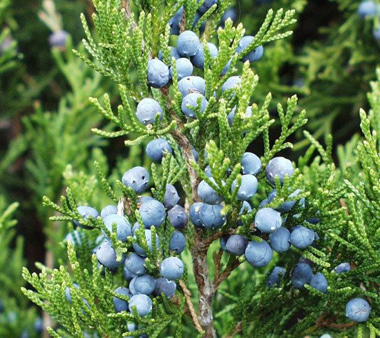 Juniperus virginiana UFEI SelecTree A Tree Selection Guide