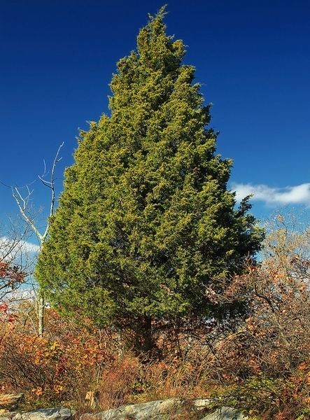 Juniperus virginiana virginiana