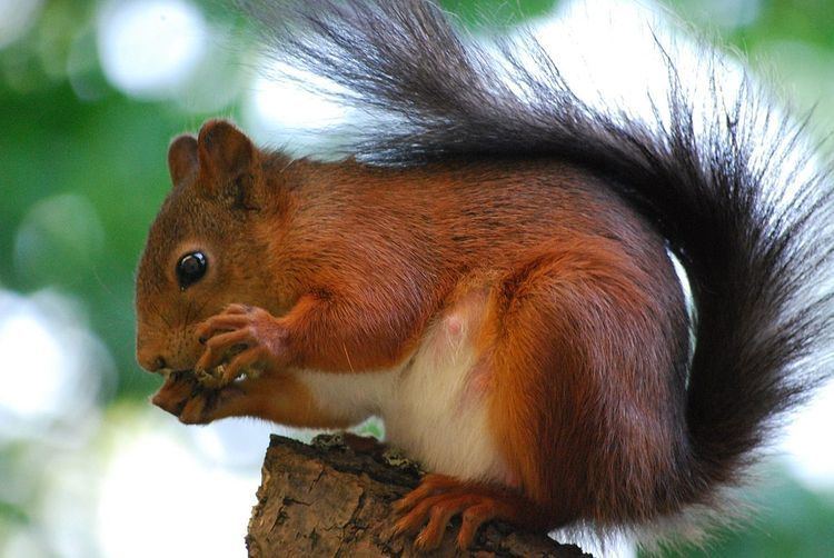 Junín red squirrel