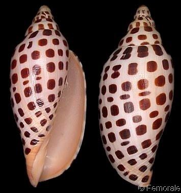 Junonia Scaphella junonia junonia