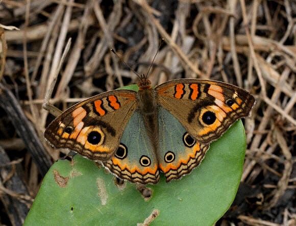 Junonia Junonia evarete Mangrove buckeye