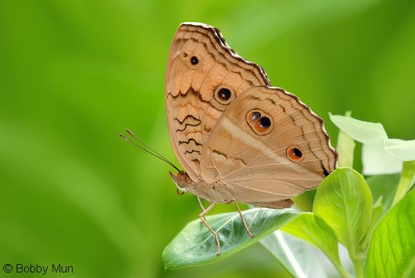 Junonia almana ButterflyCircle Checklist