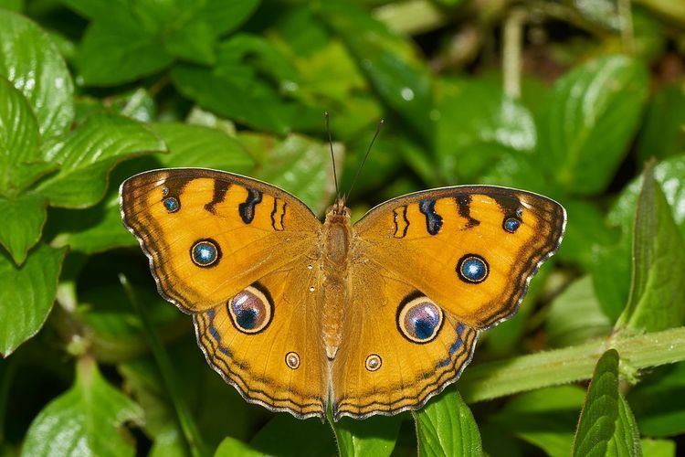 Junonia almana Junonia almana Wikipedia