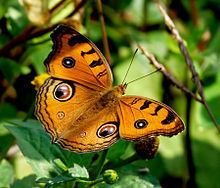 Junonia almana httpsuploadwikimediaorgwikipediacommonsthu