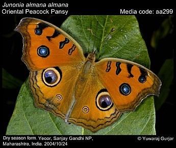 Junonia almana Junonia almana Peacock Pansy Butterflies of India