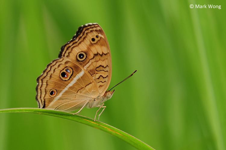 Junonia almana ButterflyCircle Checklist