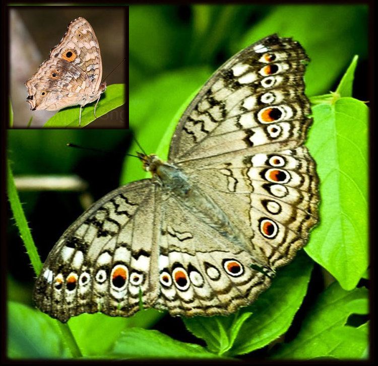 Junonia atlites Grey Pansy Junonia atlites Nymphalidae