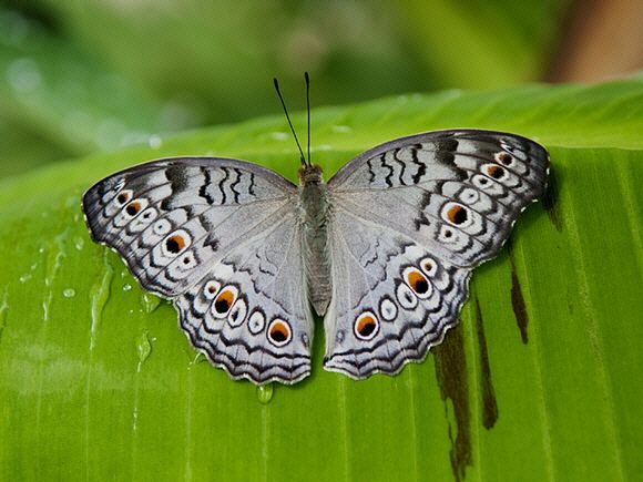Junonia atlites Butterflies of Malaysia Junonia atlites