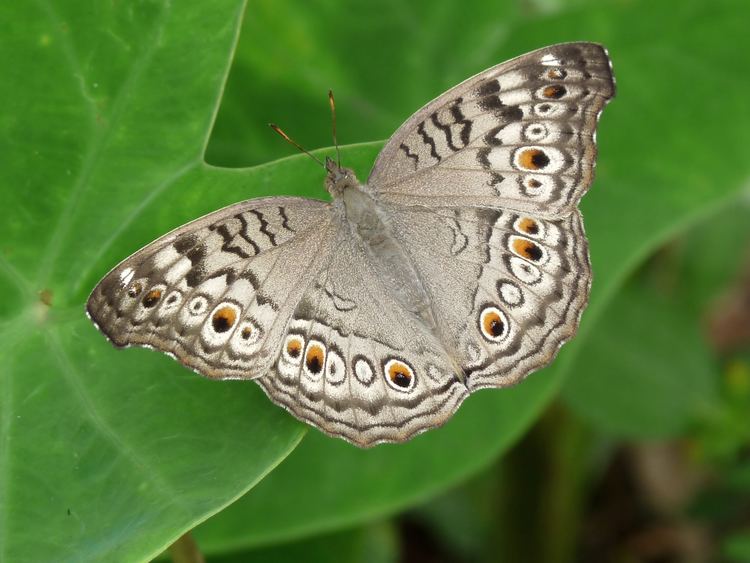 Junonia atlites httpsuploadwikimediaorgwikipediacommonsff