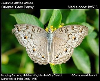 Junonia atlites Junonia atlites Grey Pansy Butterflies of India
