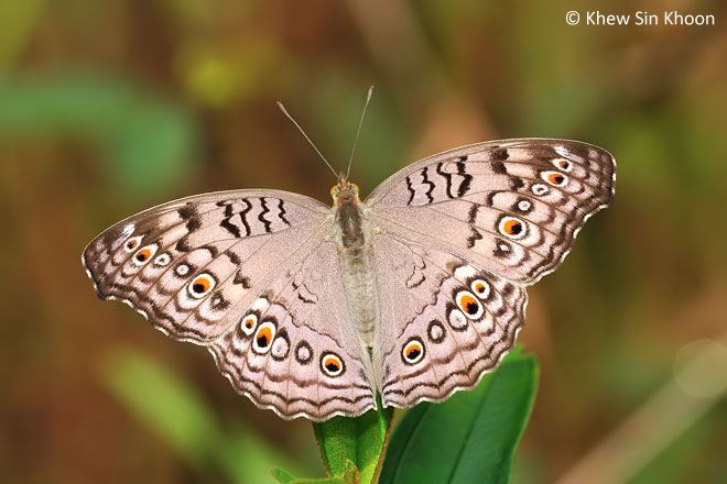 Junonia atlites Butterflies of Singapore Life History of the Grey Pansy