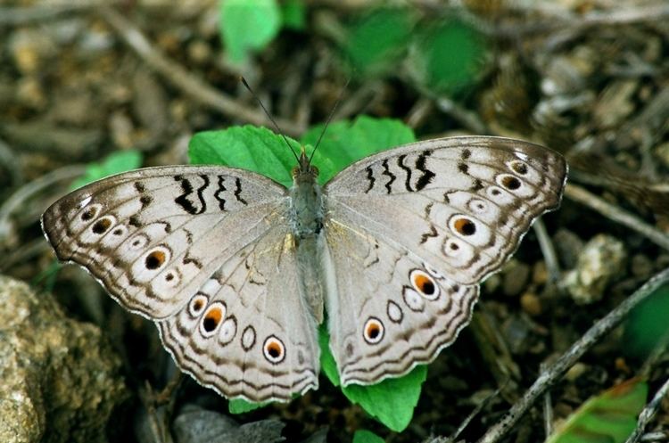 Junonia atlites FileGrey Pansy Junonia atlites by N A Nazeerjpg Wikimedia Commons