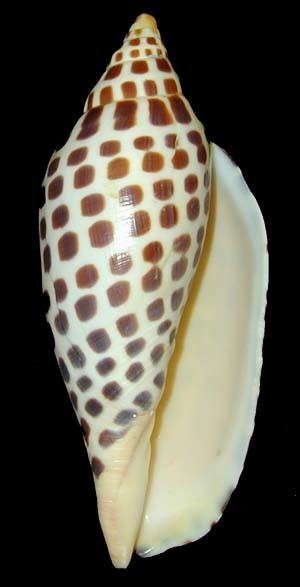 Junonia Junonia