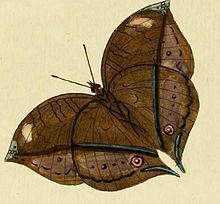 Junonia cymodoce httpsuploadwikimediaorgwikipediacommonsthu