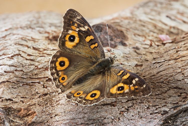 Junonia httpsuploadwikimediaorgwikipediacommons00