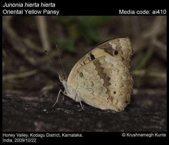 Junonia hierta Junonia hierta Yellow Pansy Butterflies of India
