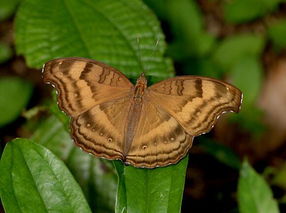 Junonia iphita Butterflies of Malaysia Junonia iphita