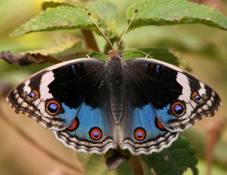 Junonia orithya Junonia orithya Wikiwand