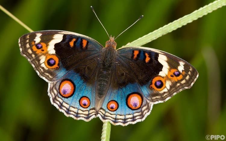 Junonia orithya Junonia orithya ocyale Blue Pansy