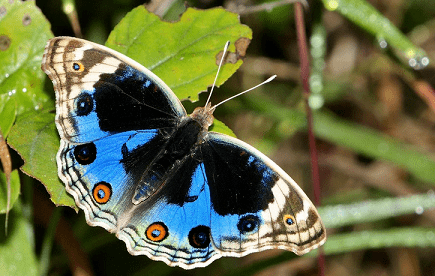 Junonia orithya Blue pansy Junonia orithya complete detail updated