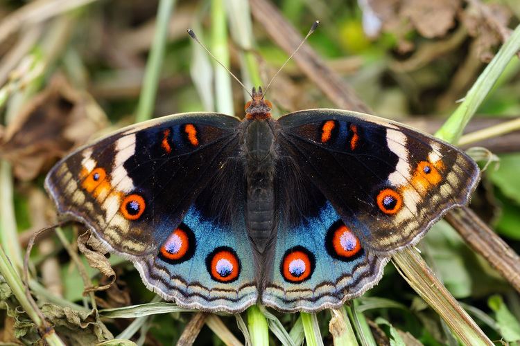 Junonia orithya Junonia orithya Wikipedia