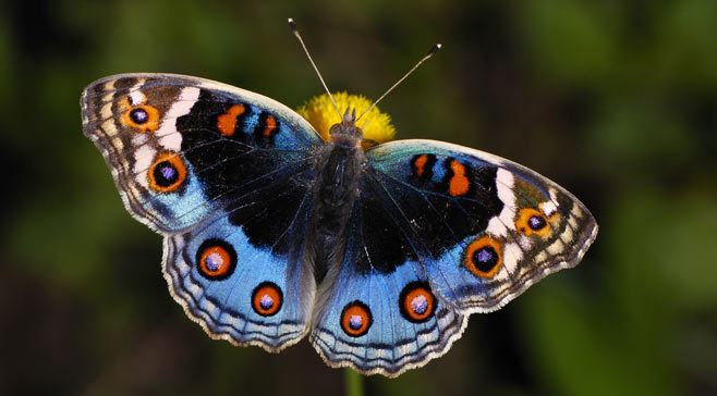 Junonia orithya Junonia orithya