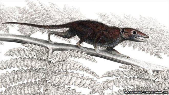 Juramaia Fossil redefines mammal history BBC News