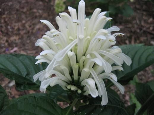 Justicia carnea Justicia carnea Planting growing and propagating information from