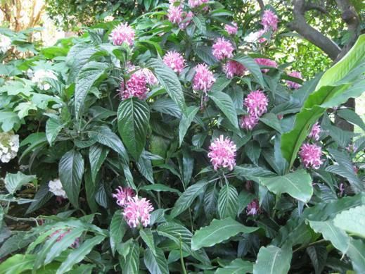Justicia carnea Justicia carnea Planting growing and propagating information from