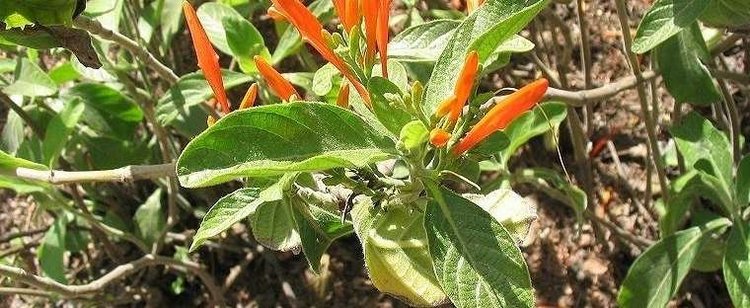 Justicia spicigera Firecracker Plant Mexican Honeysuckle Orange Plume Flower Justicia