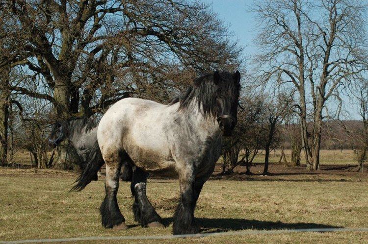 Jutland horse Jutland Horse Info Origin History Pictures Horse Breeds