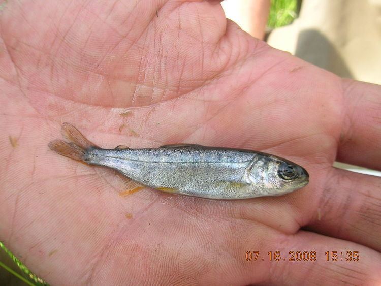 Juvenile fish