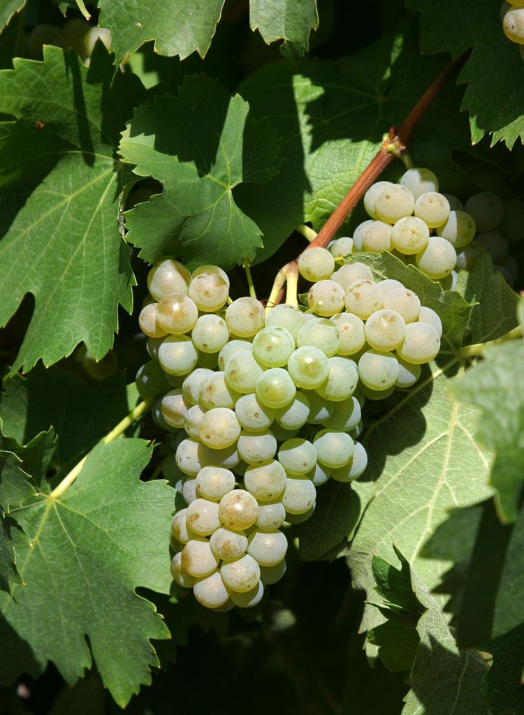 Juwel (grape) httpsuploadwikimediaorgwikipediacommons44